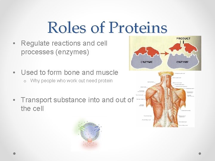 Roles of Proteins • Regulate reactions and cell processes (enzymes) • Used to form