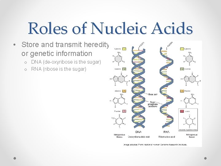 Roles of Nucleic Acids • Store and transmit heredity, or genetic information o DNA
