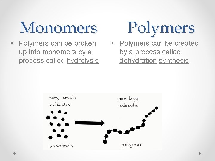 Monomers • Polymers can be broken up into monomers by a process called hydrolysis