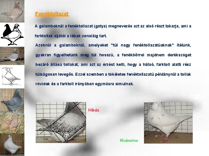 Fenéktollazat A galamboknál a fenéktollazat (gatya) megnevezés azt az alsó részt takarja, ami a