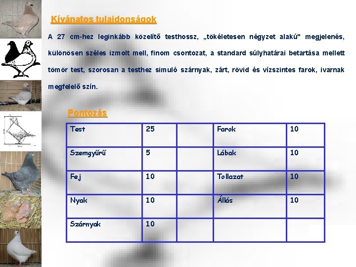 Kívánatos tulajdonságok A 27 cm-hez leginkább közelítő testhossz, „tökéletesen négyzet alakú" megjelenés, különösen széles