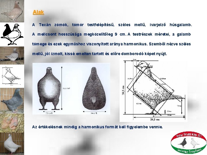 Alak A Texán zömök, tömör testfelépítésű, széles mellű, ivarjelző húsgalamb. A mellcsont hosszúsága megközelítőleg