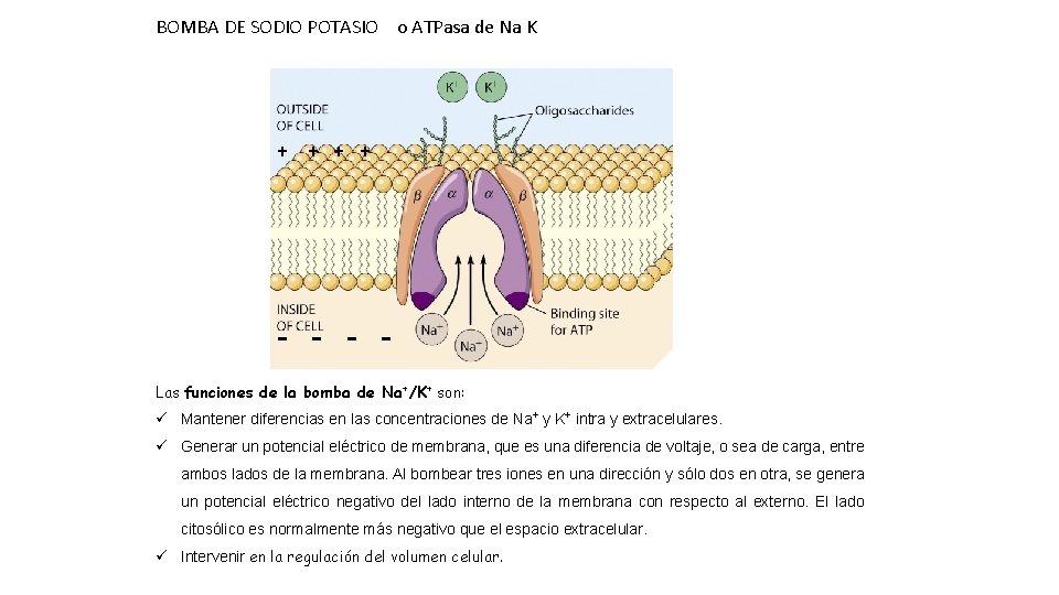 BOMBA DE SODIO POTASIO o ATPasa de Na K + + - - -