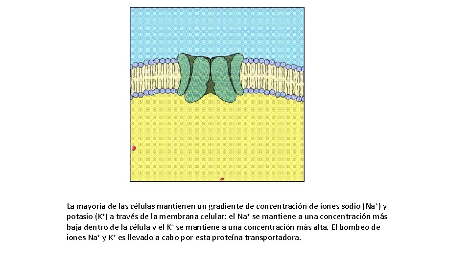 La mayoría de las células mantienen un gradiente de concentración de iones sodio (Na