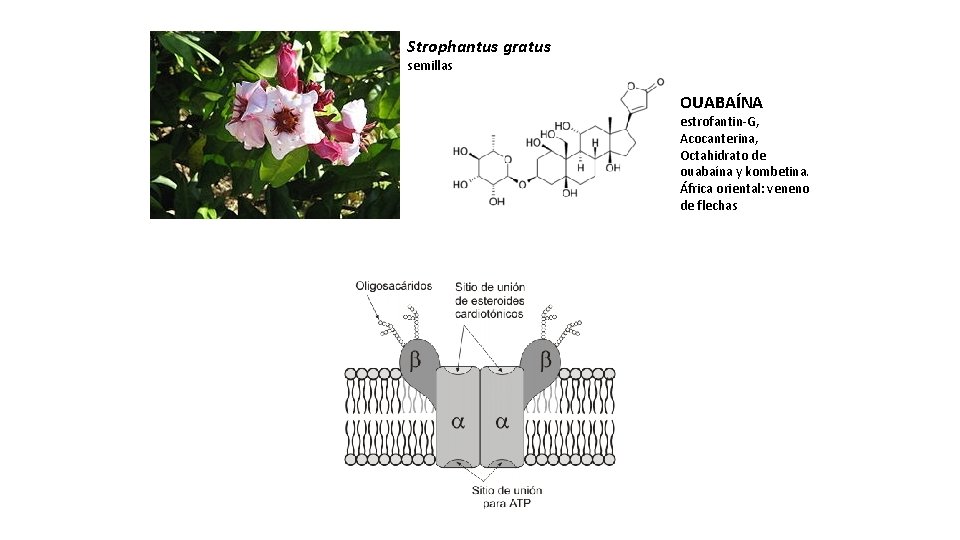 Strophantus gratus semillas OUABAÍNA estrofantin-G, Acocanterina, Octahidrato de ouabaína y kombetina. África oriental: veneno