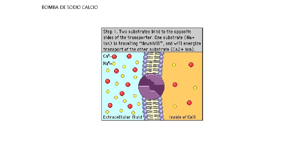 BOMBA DE SODIO CALCIO 