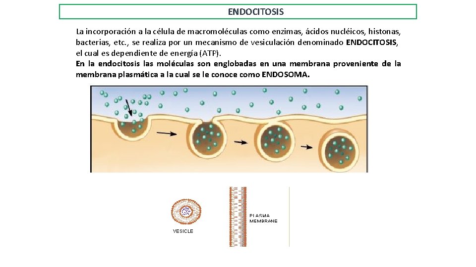 ENDOCITOSIS La incorporación a la célula de macromoléculas como enzimas, ácidos nucléicos, histonas, bacterias,