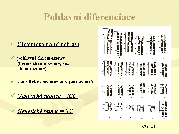 Pohlavní diferenciace • Chromozomální pohlaví ü pohlavní chromozomy (heterochromozomy, sexchromozomy) ü somatické chromozomy (autozomy)