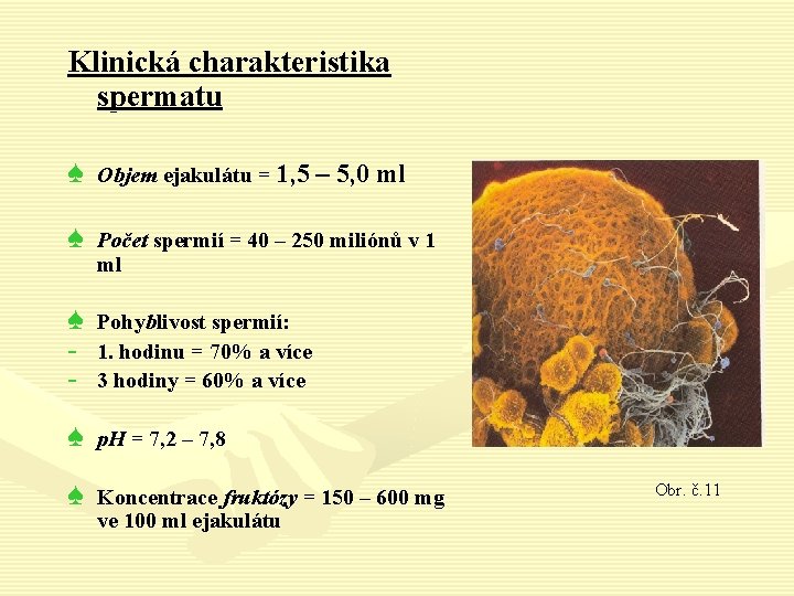 Klinická charakteristika spermatu ♠ Objem ejakulátu = 1, 5 – 5, 0 ml ♠