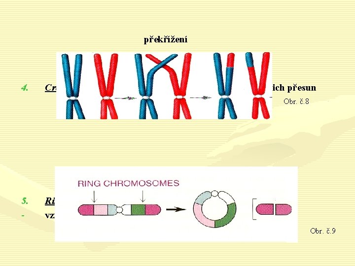 překřížení 4. Crossing-over = překřížení částí chromozomů a tak jejich přesun Obr. č. 8