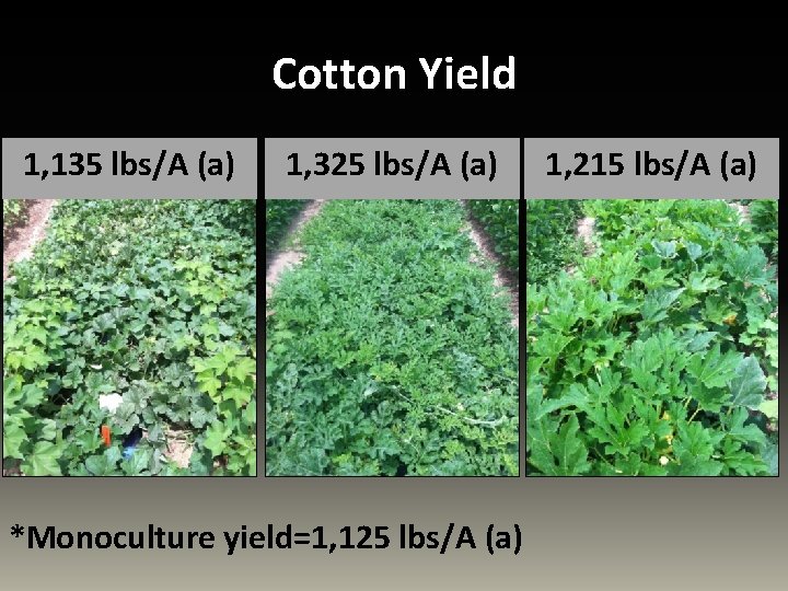 Cotton Yield 1, 135 lbs/A (a) 1, 325 lbs/A (a) *Monoculture yield=1, 125 lbs/A