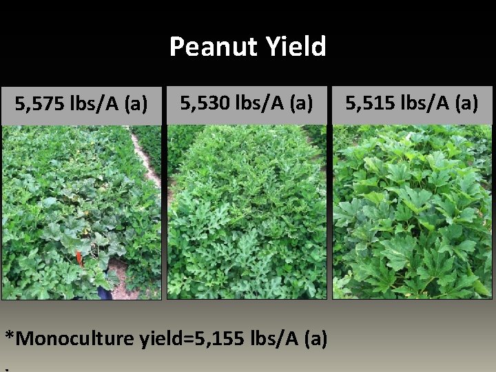 Peanut Yield 5, 575 lbs/A (a) 5, 530 lbs/A (a) *Monoculture yield=5, 155 lbs/A