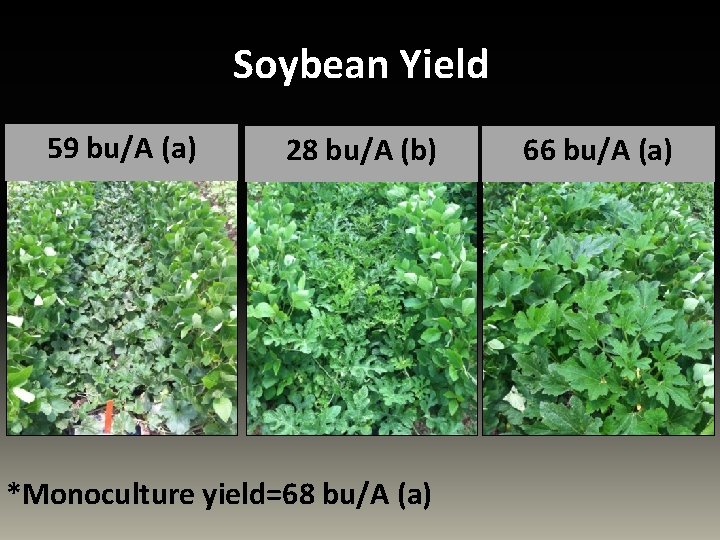 Soybean Yield 59 bu/A (a) 28 bu/A (b) *Monoculture yield=68 bu/A (a) 66 bu/A