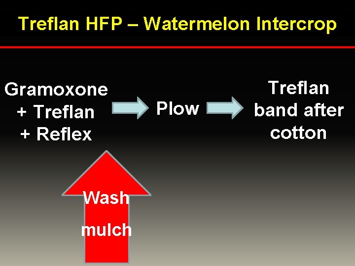 Treflan HFP – Watermelon Intercrop Gramoxone + Treflan + Reflex Wash mulch Plow Treflan