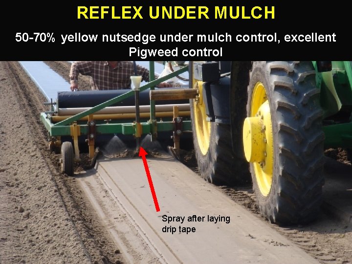 REFLEX UNDER MULCH 50 -70% yellow nutsedge under mulch control, excellent Pigweed control Spray