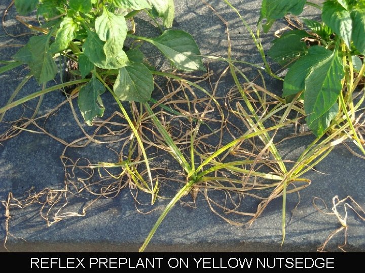 REFLEX PREPLANT ON YELLOW NUTSEDGE 