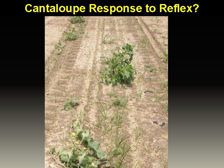 Cantaloupe Response to Reflex? 