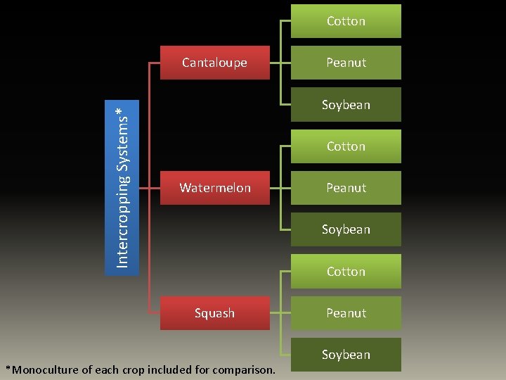 Cotton Intercropping Systems* Cantaloupe Peanut Soybean Cotton Watermelon Peanut Soybean Cotton Squash *Monoculture of