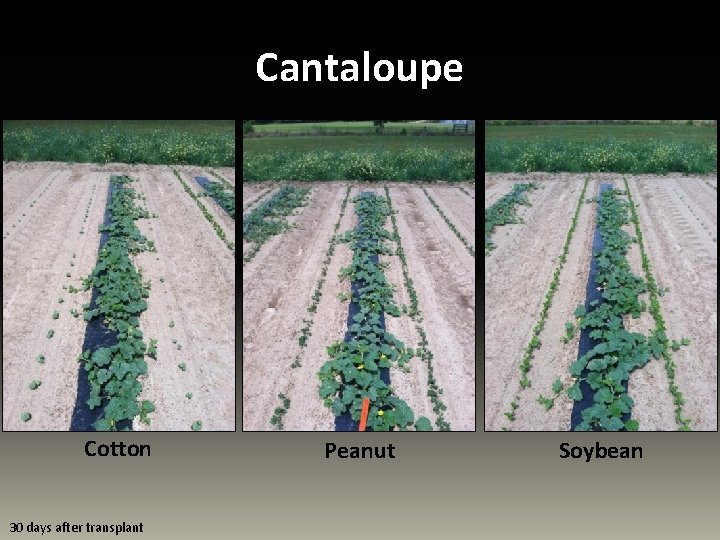 Cantaloupe Cotton 30 days after transplant Peanut Soybean 