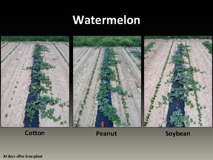Watermelon Cotton 30 days after transplant Peanut Soybean 