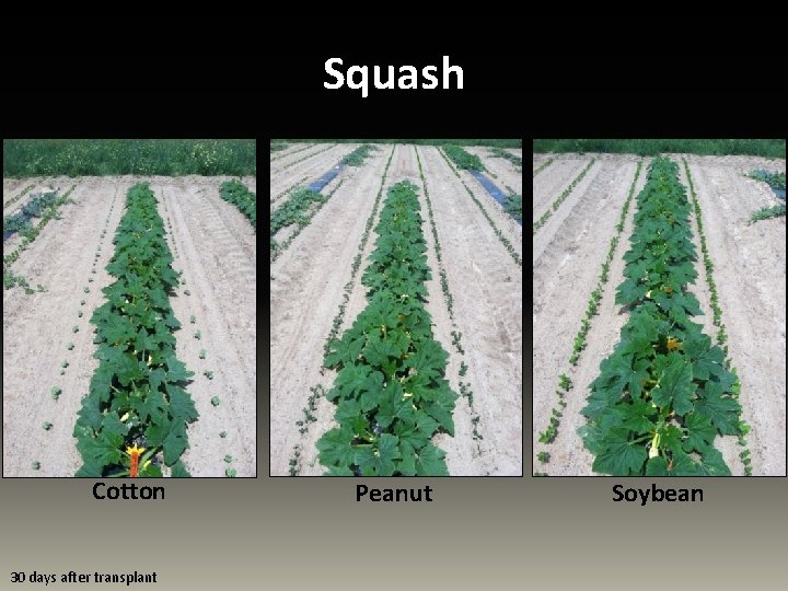 Squash Cotton 30 days after transplant Peanut Soybean 