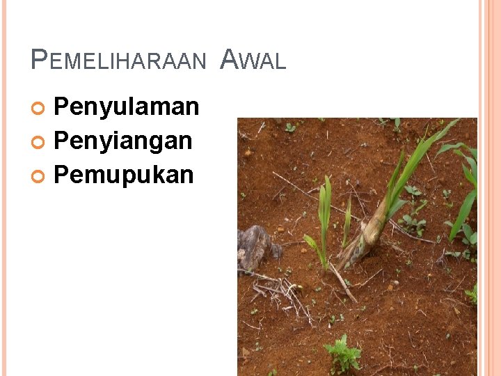 PEMELIHARAAN AWAL Penyulaman Penyiangan Pemupukan 