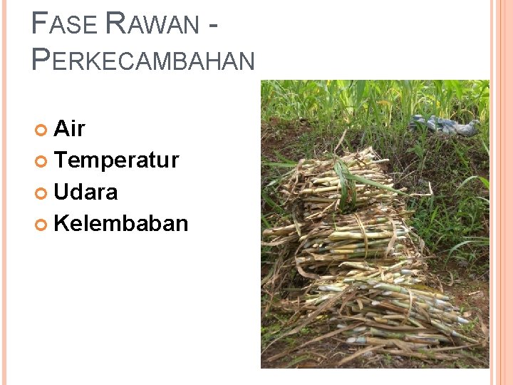 FASE RAWAN PERKECAMBAHAN Air Temperatur Udara Kelembaban 