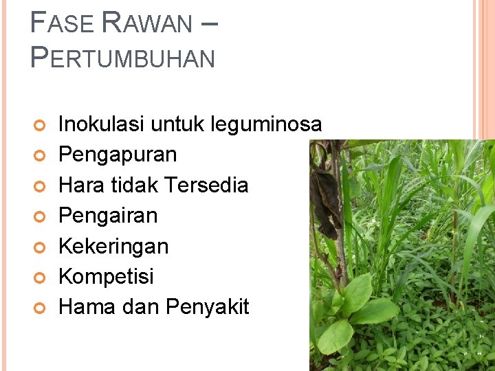 FASE RAWAN – PERTUMBUHAN Inokulasi untuk leguminosa Pengapuran Hara tidak Tersedia Pengairan Kekeringan Kompetisi