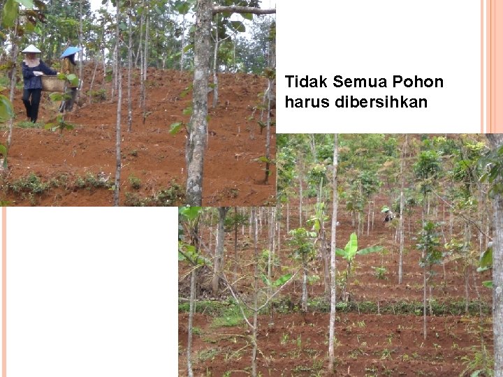Tidak Semua Pohon harus dibersihkan 