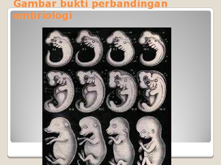 Gambar bukti perbandingan embriologi 