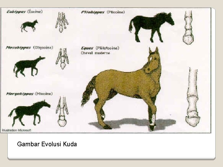  Gambar Evolusi Kuda 