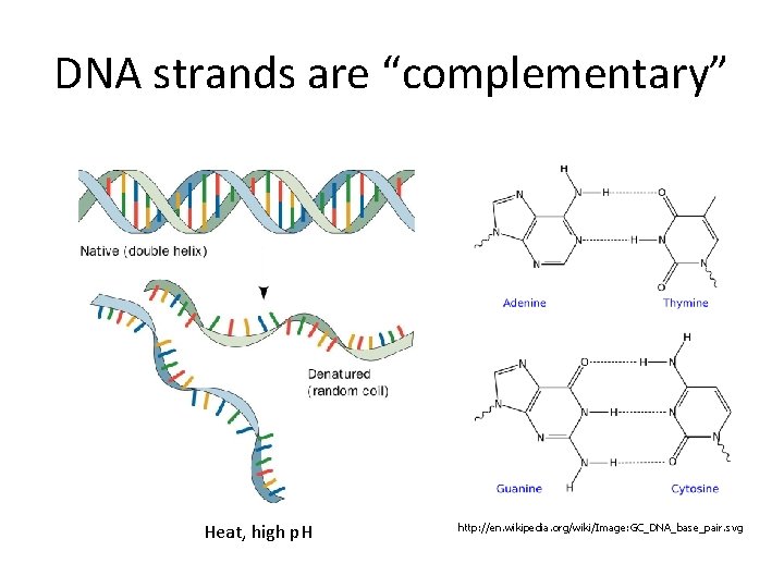 DNA strands are “complementary” Heat, high p. H http: //en. wikipedia. org/wiki/Image: GC_DNA_base_pair. svg