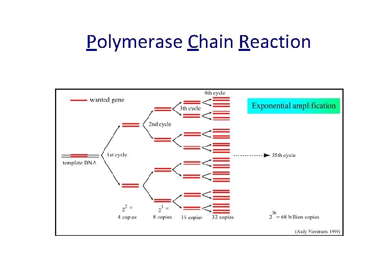 Polymerase Chain Reaction 