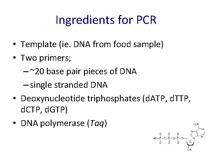 Ingredients for PCR • Template (ie. DNA from food sample) • Two primers; –