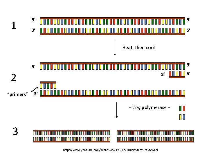 1 5’ 3’ 3’ 5’ Heat, then cool 3’ 5’ 2 “primers” 3’ 3’