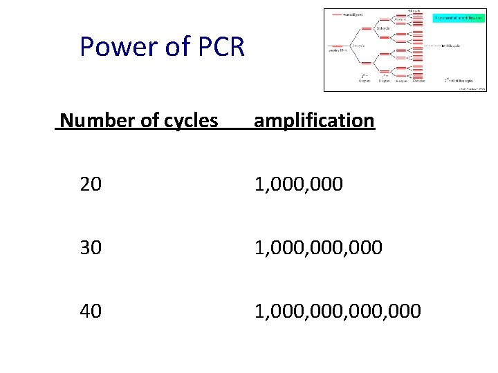 Power of PCR Number of cycles amplification 20 1, 000 30 1, 000, 000