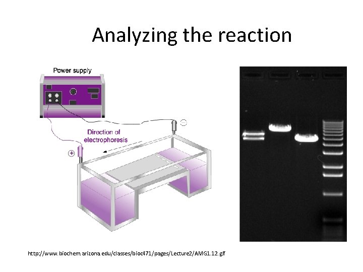 Analyzing the reaction http: //www. biochem. arizona. edu/classes/bioc 471/pages/Lecture 2/AMG 1. 12. gif 