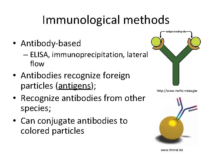 Immunological methods • Antibody-based – ELISA, immunoprecipitation, lateral flow • Antibodies recognize foreign particles