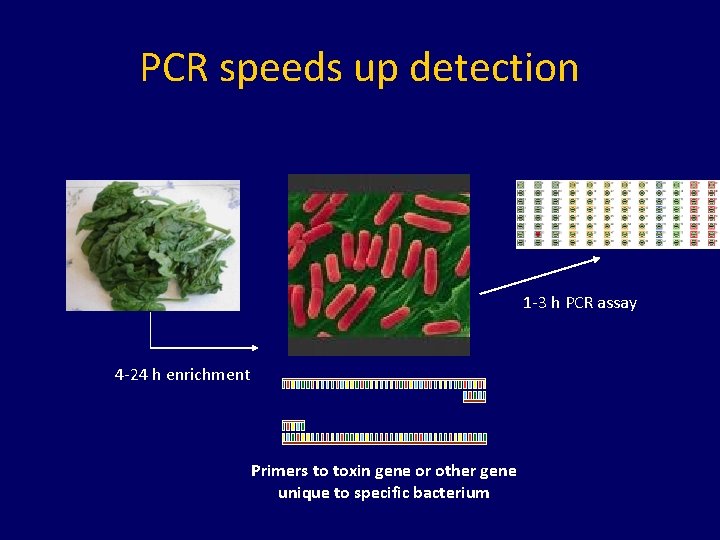 PCR speeds up detection 1 -3 h PCR assay 4 -24 h enrichment Primers