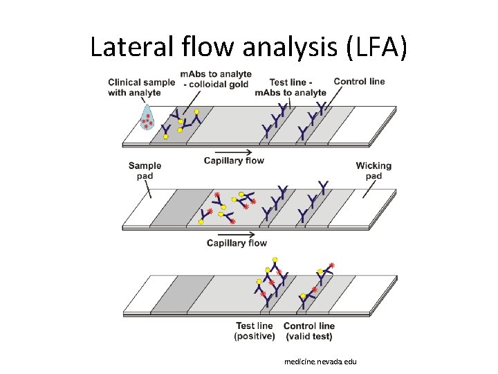 Lateral flow analysis (LFA) medicine. nevada. edu 