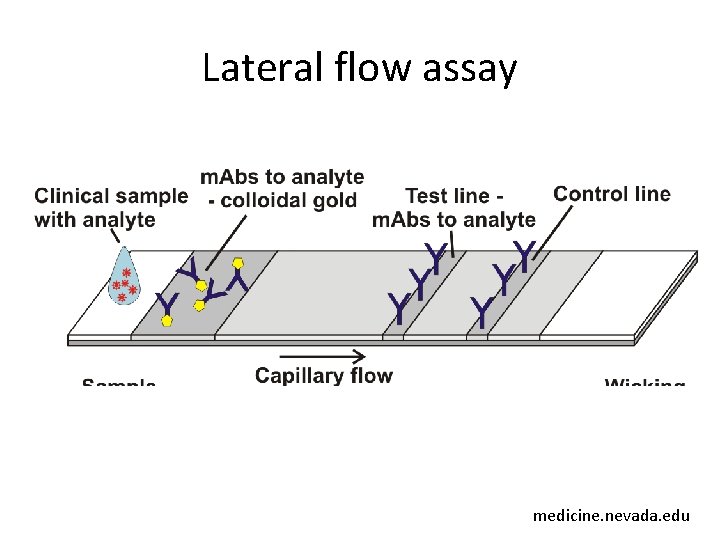 Lateral flow assay medicine. nevada. edu 