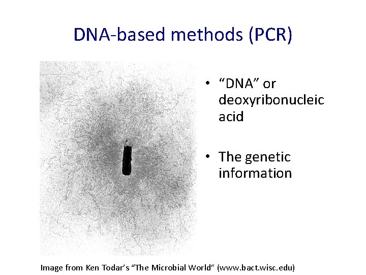 DNA-based methods (PCR) • “DNA” or deoxyribonucleic acid • The genetic information Image from