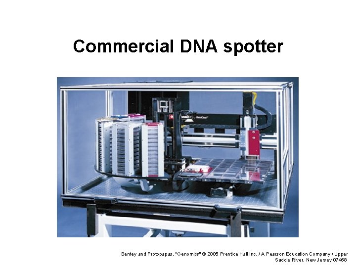 Commercial DNA spotter Benfey and Protopapas, "Genomics" © 2005 Prentice Hall Inc. / A