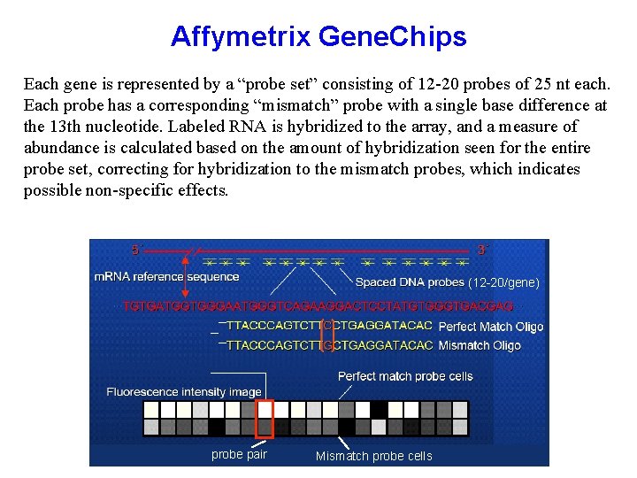 Affymetrix Gene. Chips Each gene is represented by a “probe set” consisting of 12