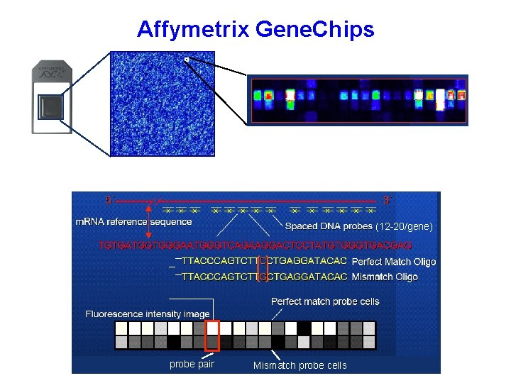 Affymetrix Gene. Chips (12 -20/gene) probe pair Mismatch probe cells 