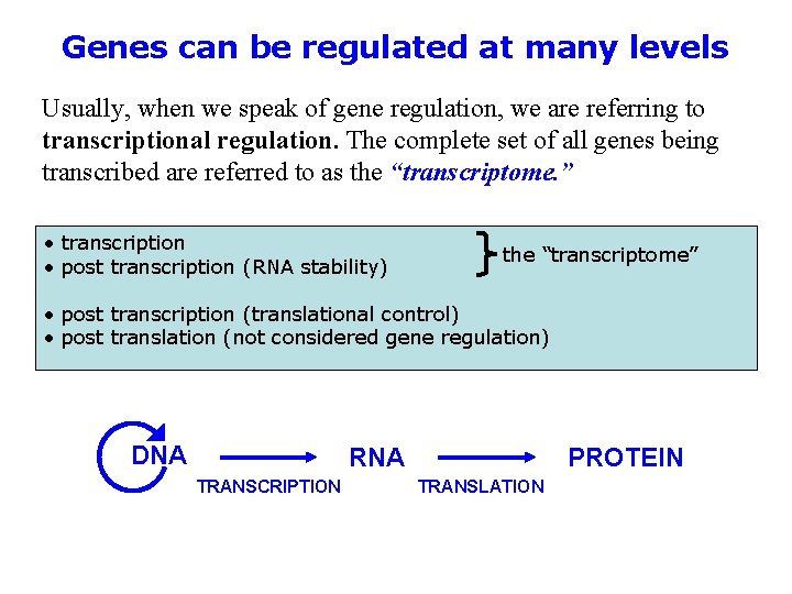 Genes can be regulated at many levels Usually, when we speak of gene regulation,