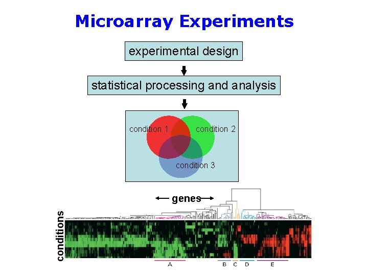 Microarray Experiments experimental design statistical processing and analysis condition 1 condition 2 condition 3