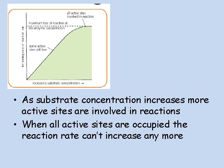  • As substrate concentration increases more active sites are involved in reactions •