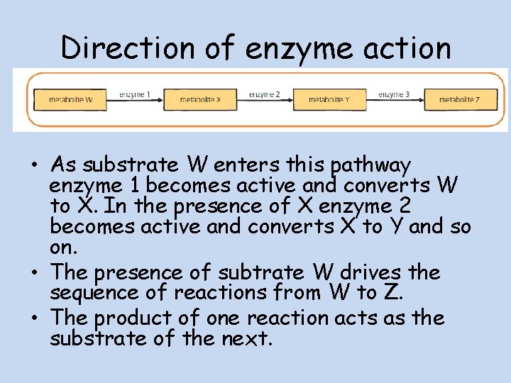 Direction of enzyme action • As substrate W enters this pathway enzyme 1 becomes