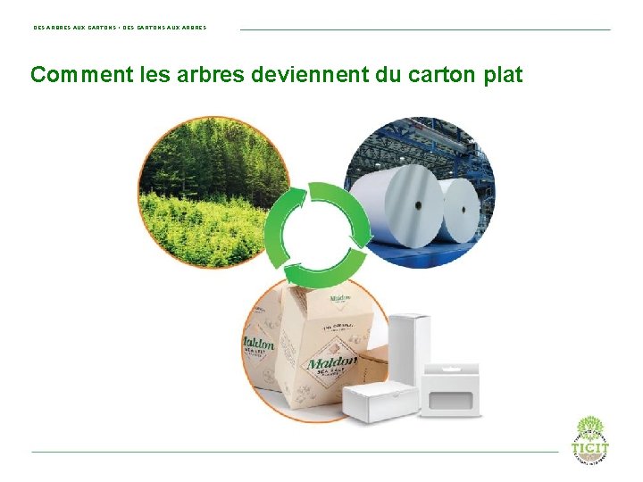 DES ARBRES AUX CARTONS • DES CARTONS AUX ARBRES Comment les arbres deviennent du